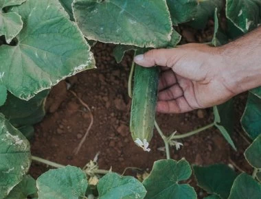 14 λόγοι να τρώμε αγγούρι - Ποια τα οφέλη του πράσινου λαχανικού;